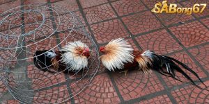 cach nuoi ga da bo lon tai sao.jpg