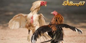 cach nuoi ga da cua sat hieu qua.jpg