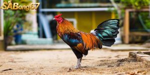 cach nuoi ga da thay long giai doan dau.jpg