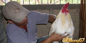 ga cho lach doc dao.jpg