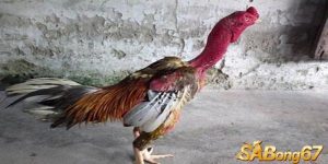 ga choi binh dinh nhu the nao.jpg