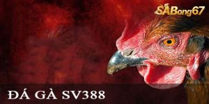 sv388 chien thang