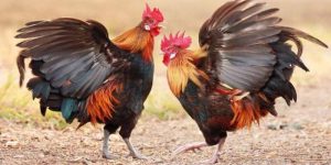 mot so cach chua ga choi bi di ngoai